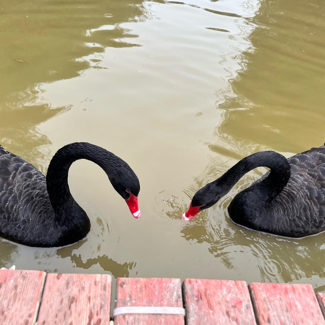 HL噜啦啦啦啦啦啦