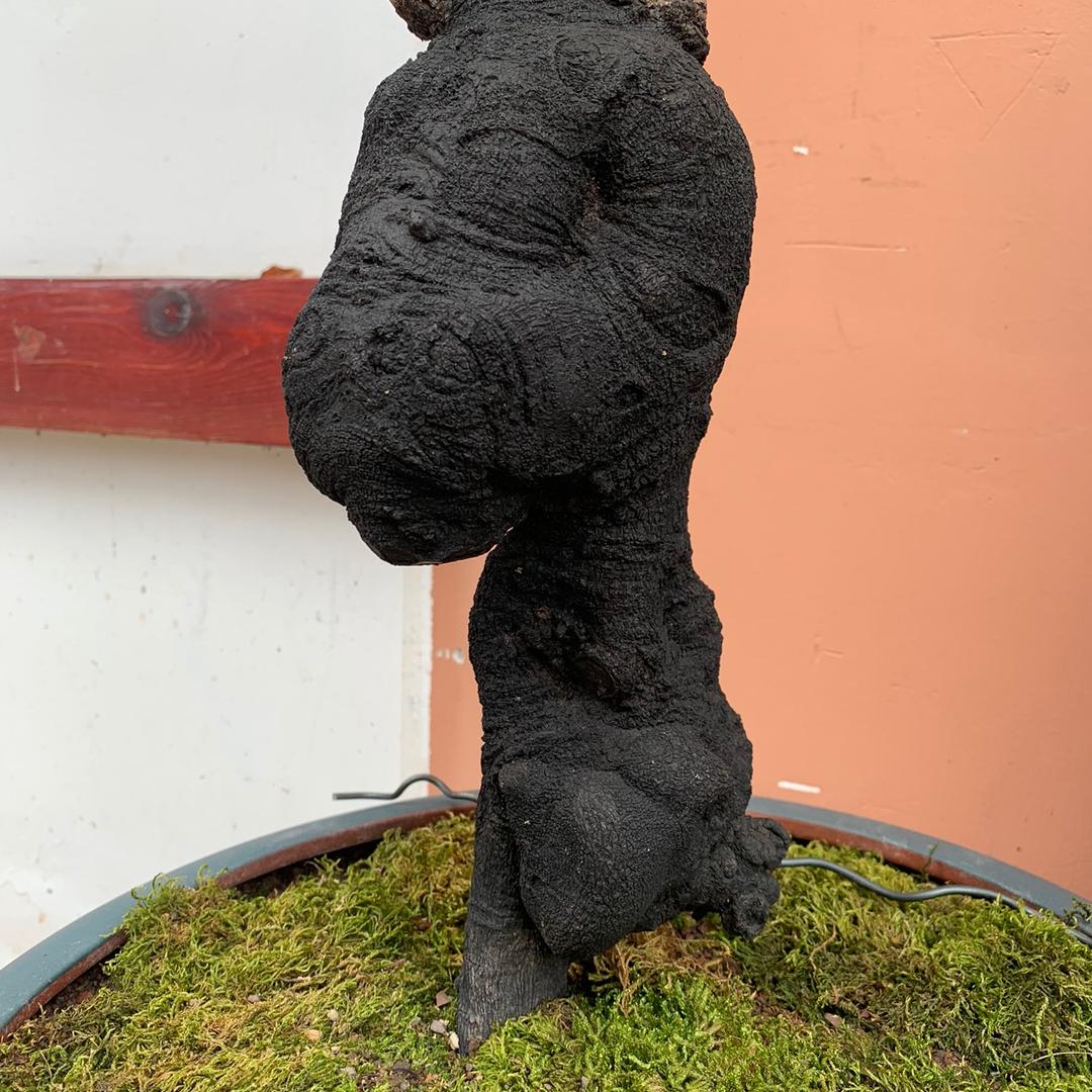 芦山县楠心缘根艺馆