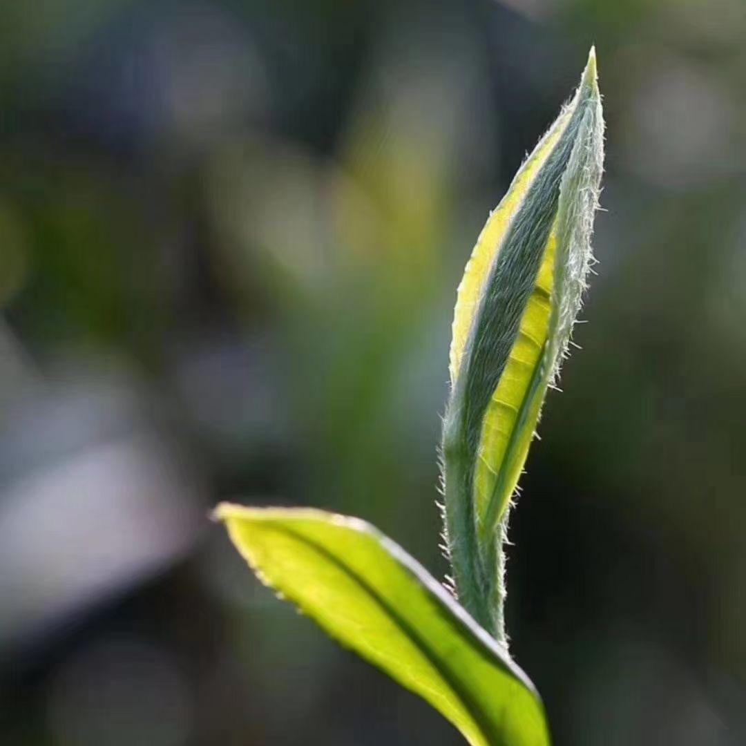 文山市静和茶苑