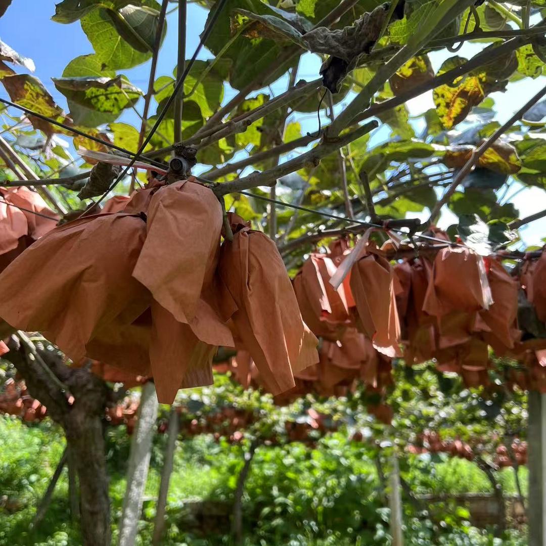 正宗猴场红心猕猴桃