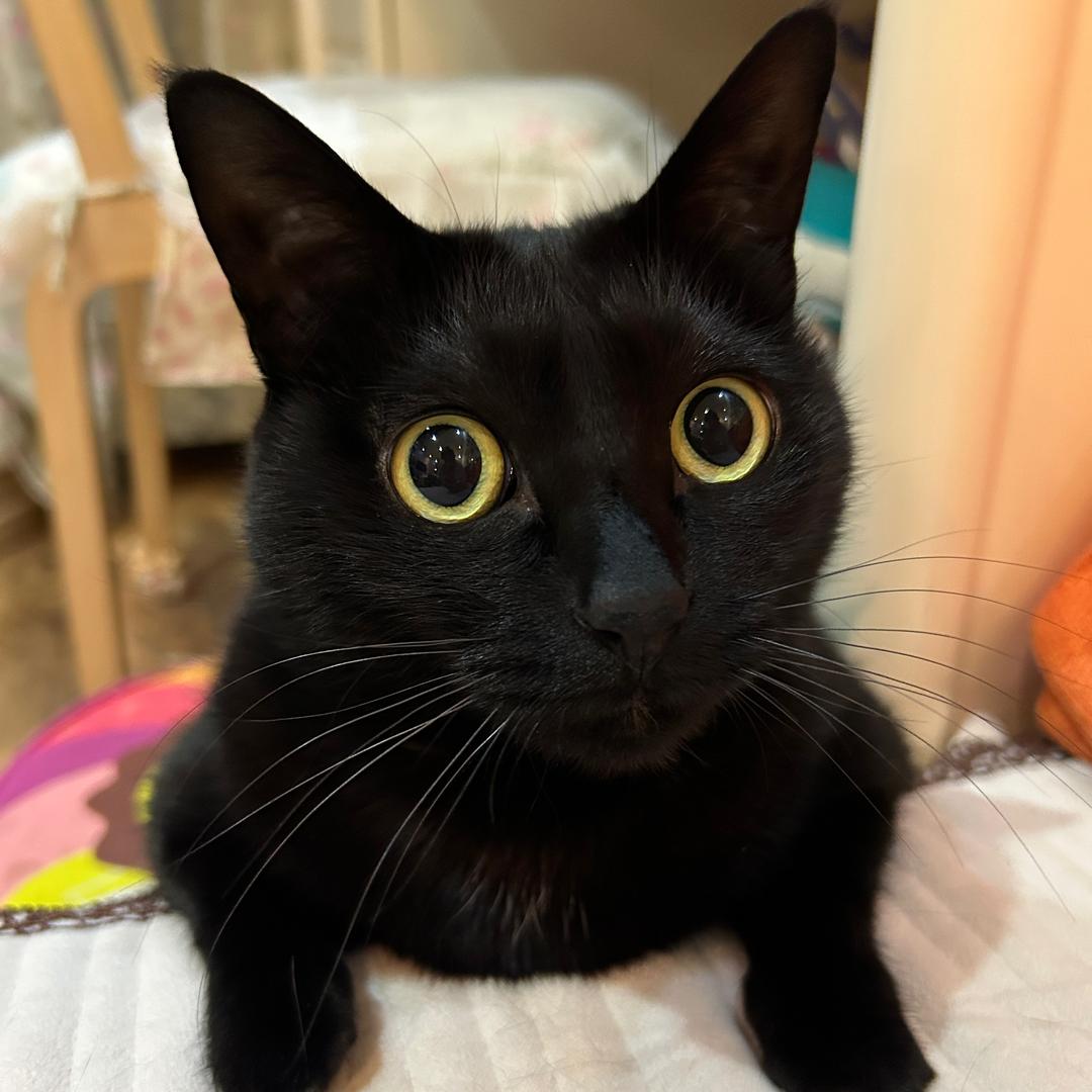 Lucky♥️福宝🐈‍⬛🐈