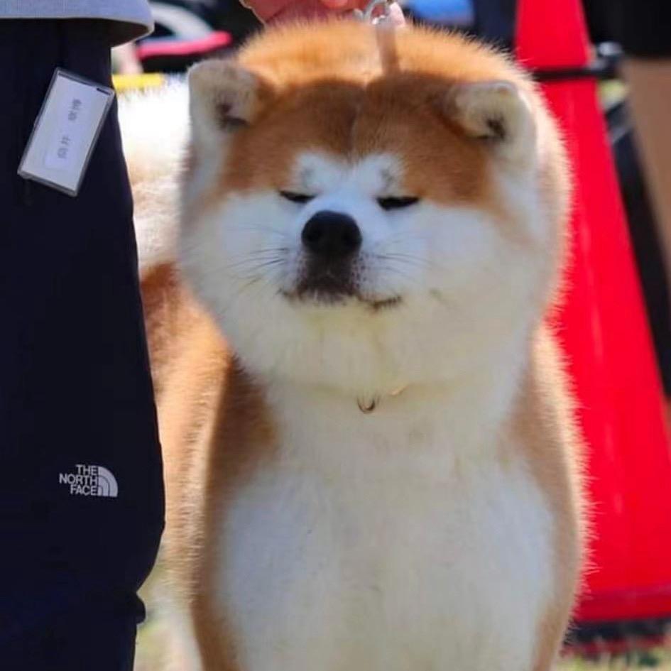 赤骑秋田犬舍