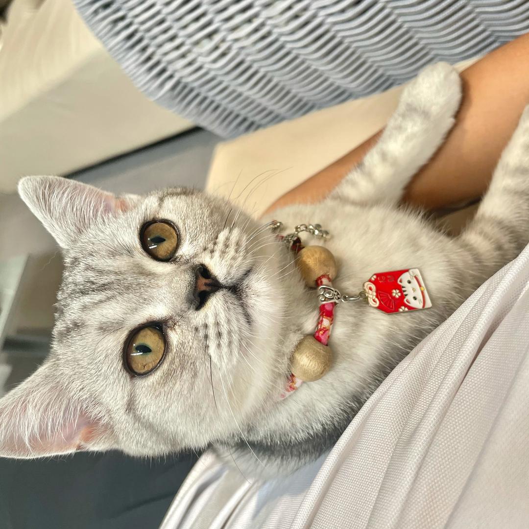 一条鱼🐒