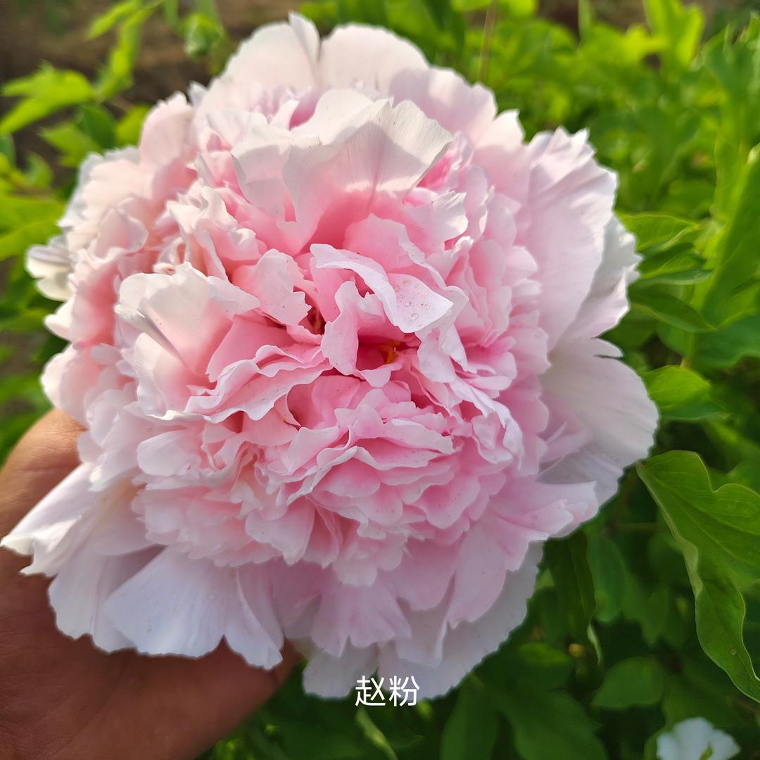 菏泽茗园牡丹芍药培育基地