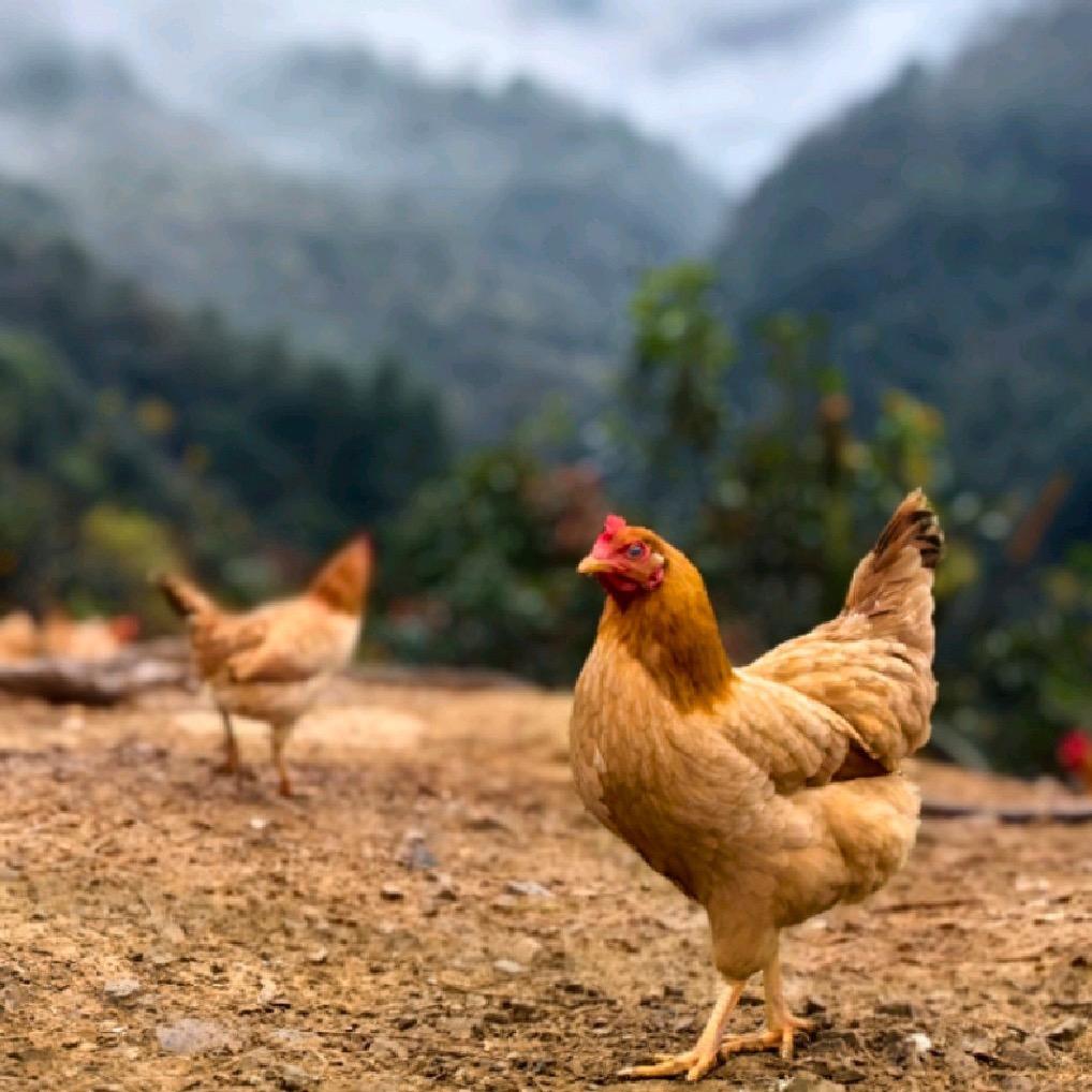 铭鑫土鸡养殖场