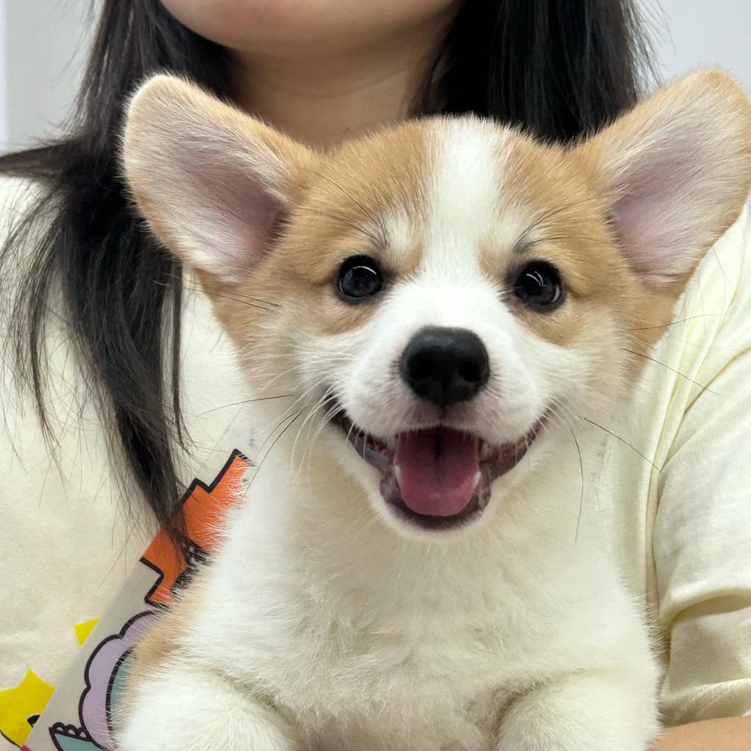 汤骏犬业