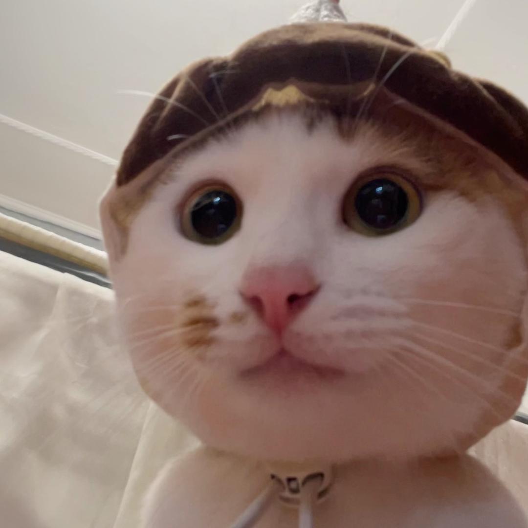 好大只肥猪