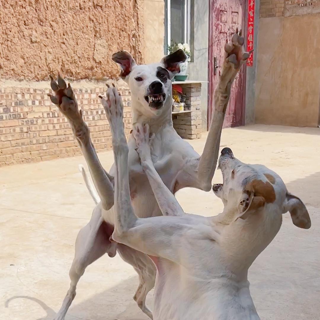 崽崽们的铲屎官