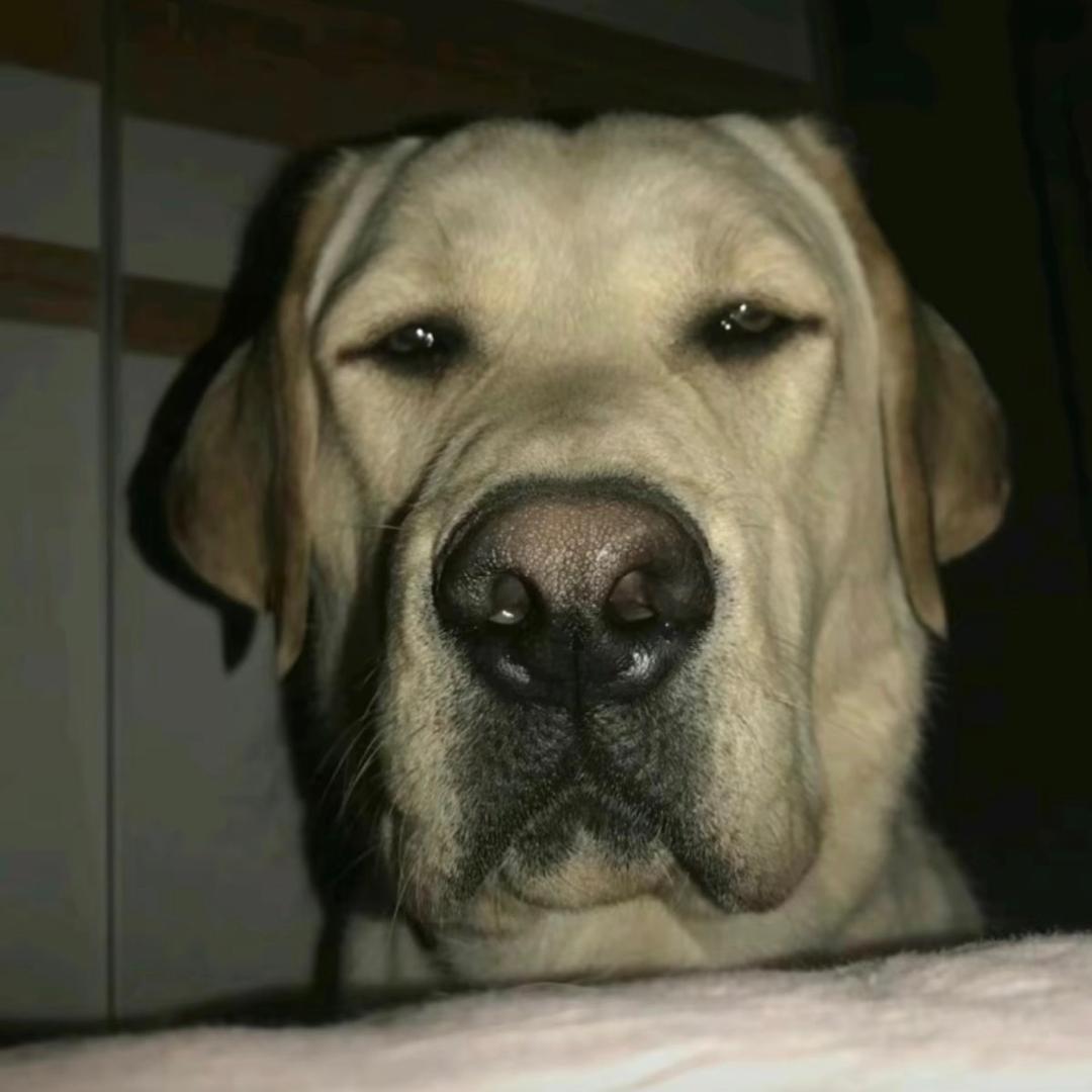 L