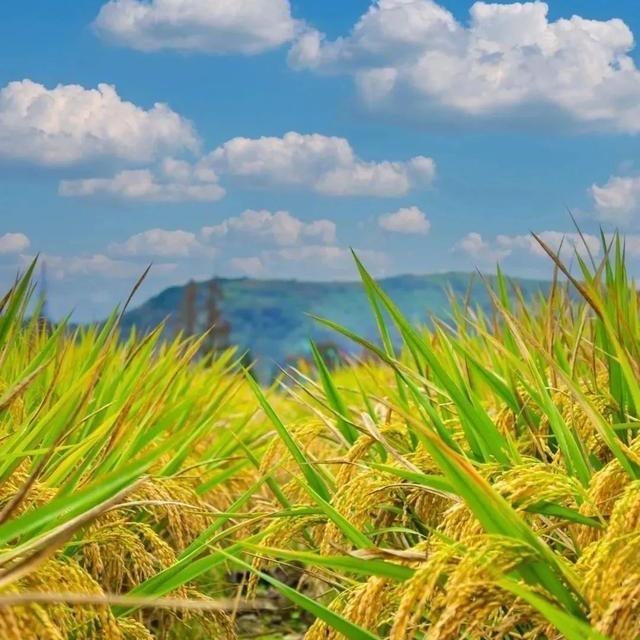 💋欧，麦嘎💋