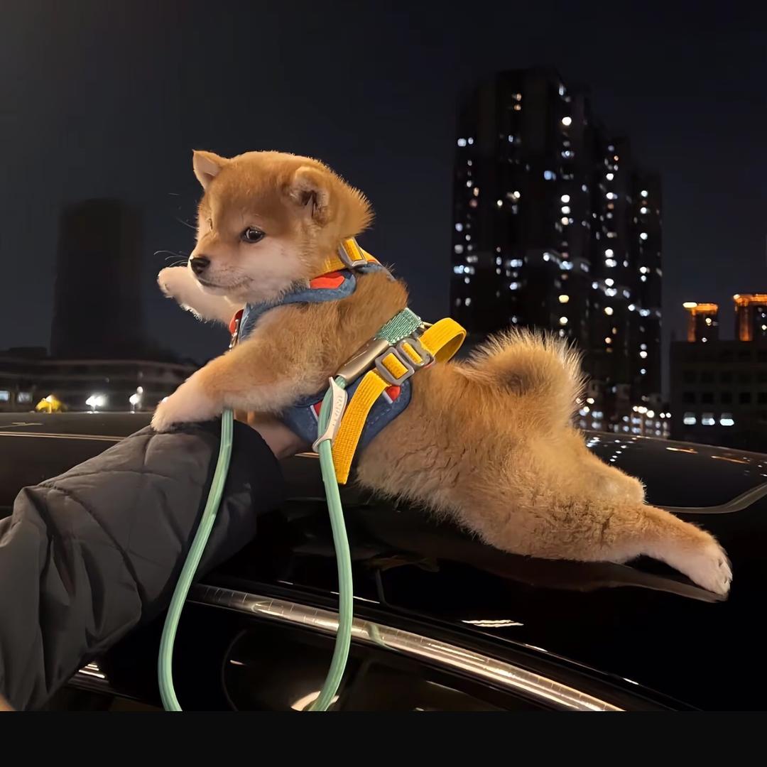 暴躁小帕