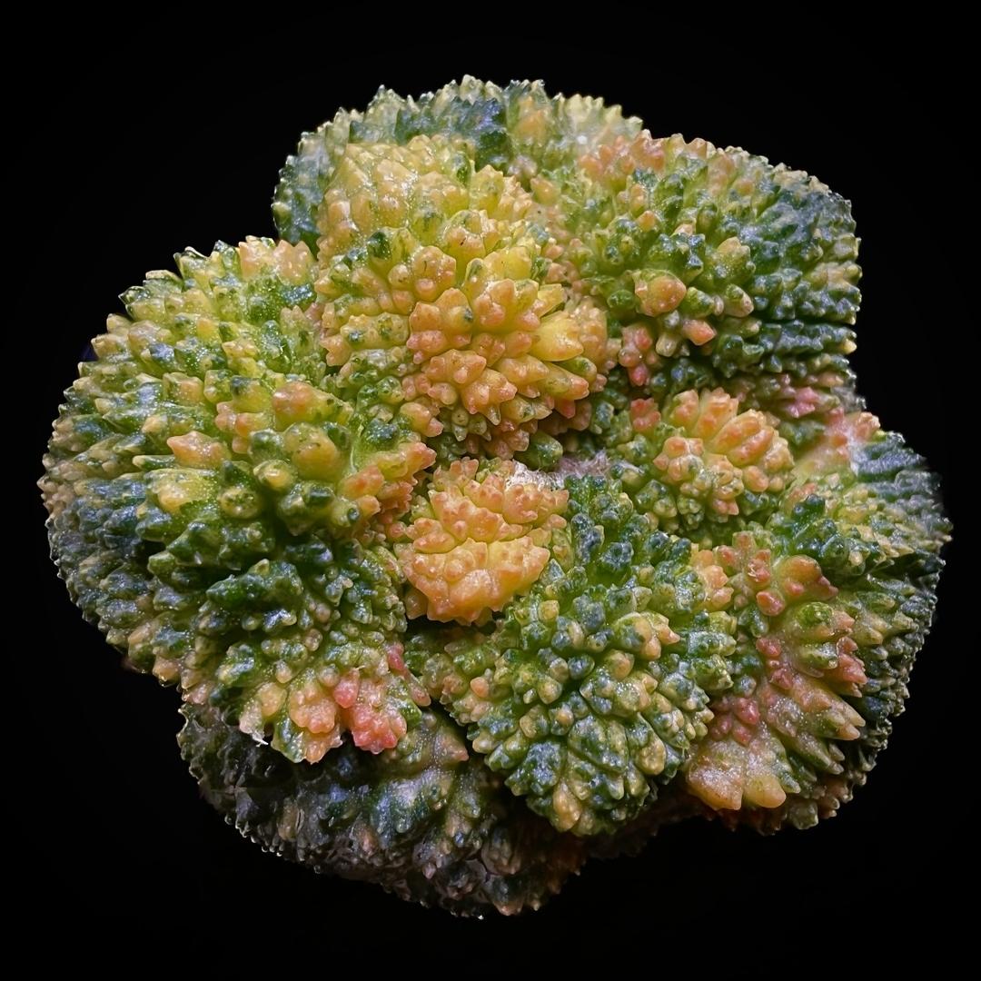 小玩家de仙人球园5