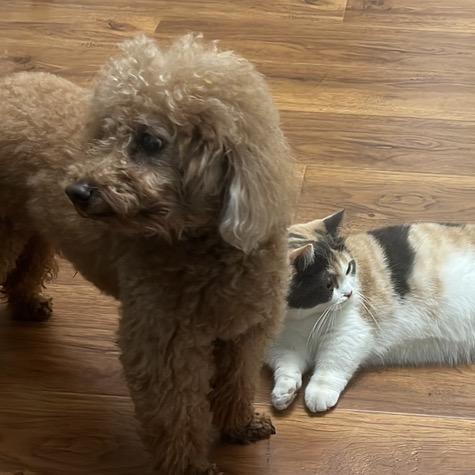 短腿子美女（大熊要回归啦）