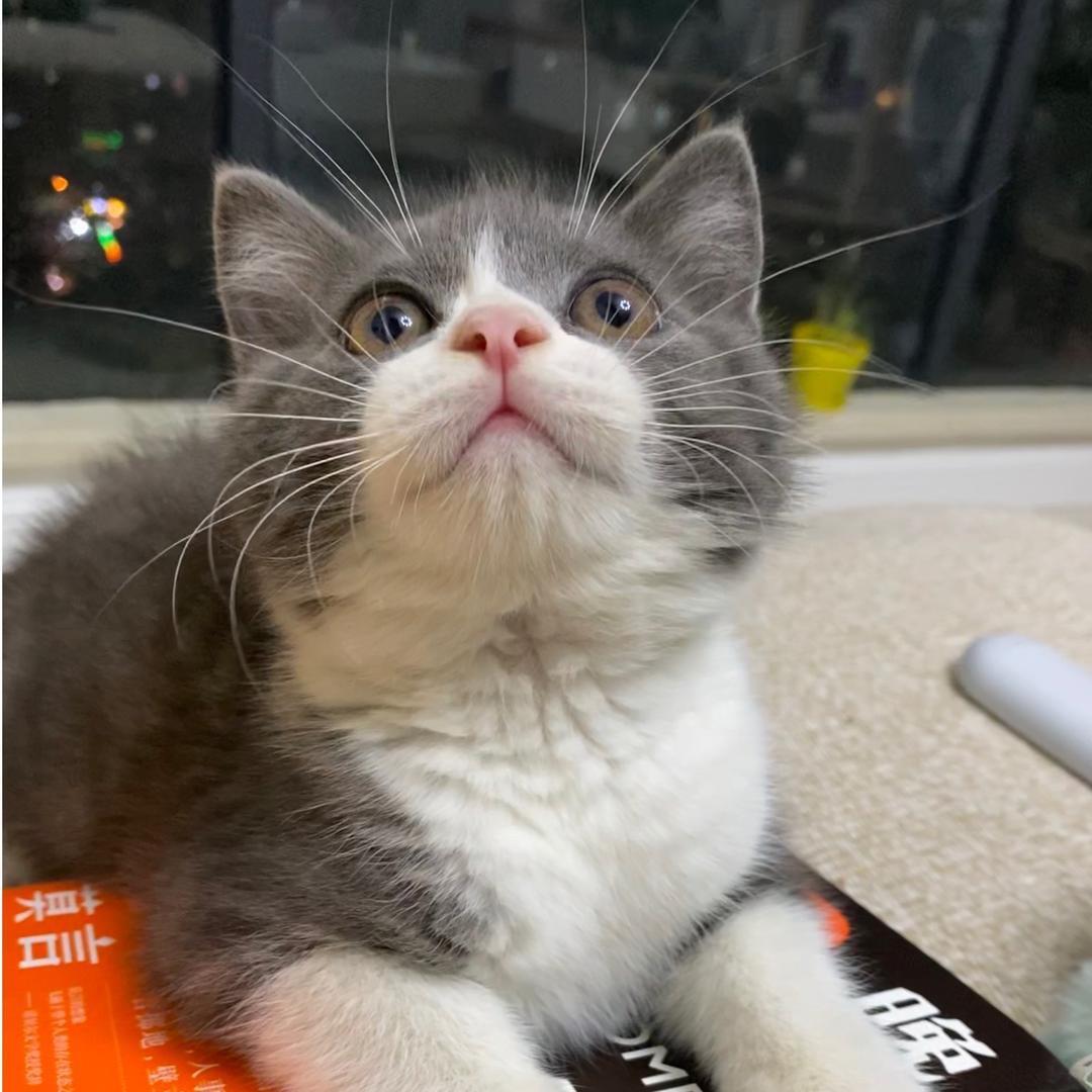 小雕是只猫