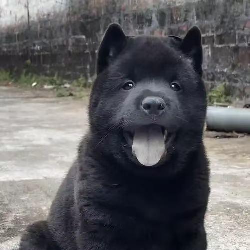 我爱田园犬