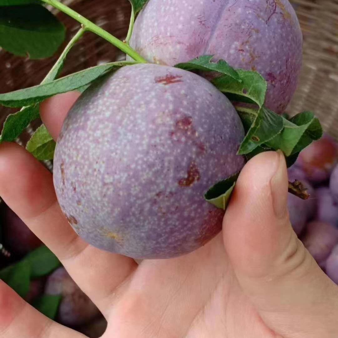 关木三华李店