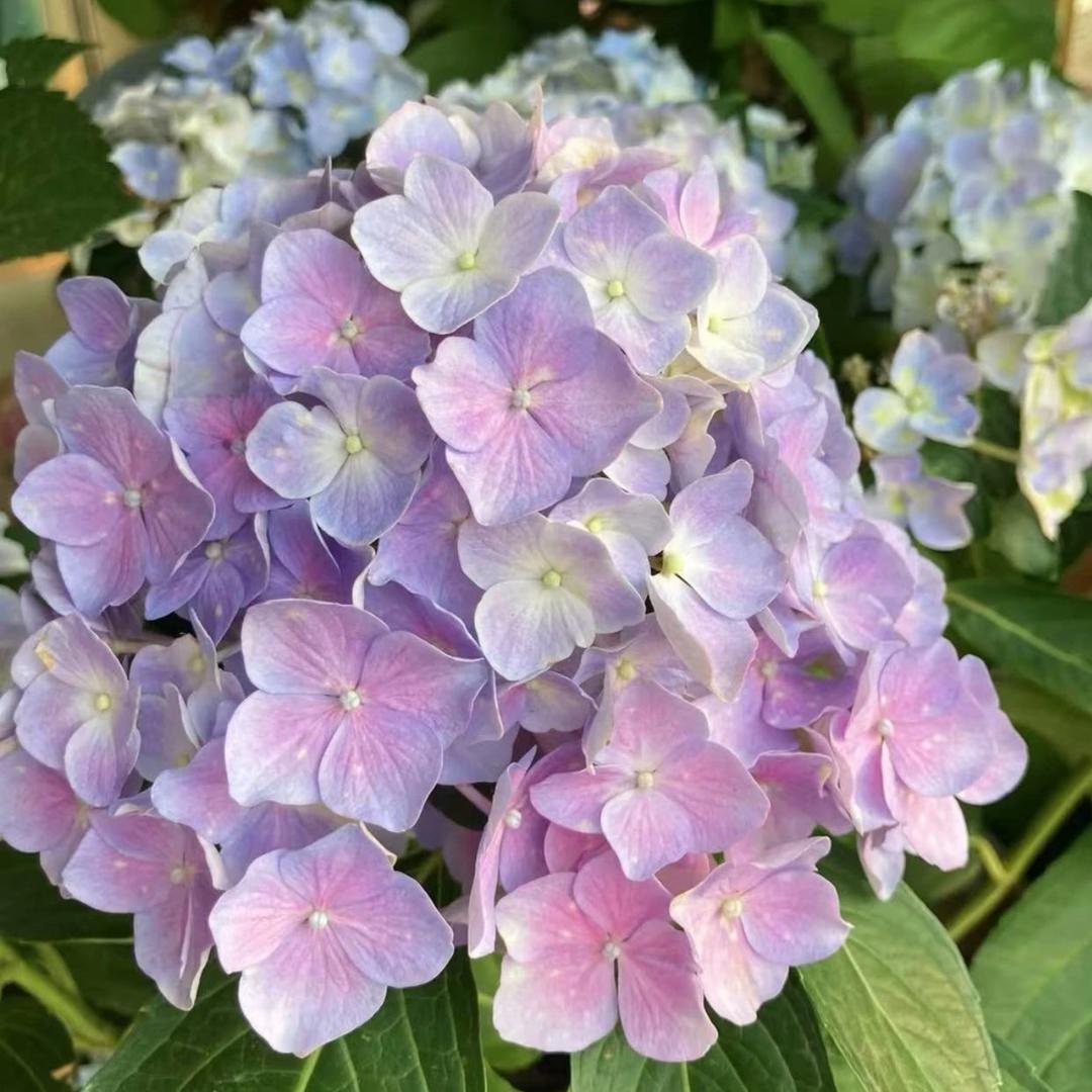 阿祖花卉坊