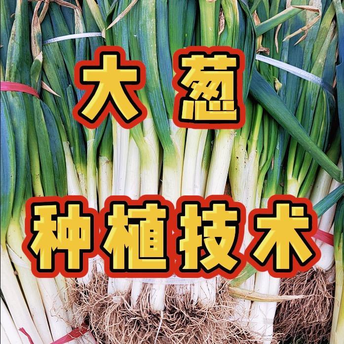 小小菜地大丰收