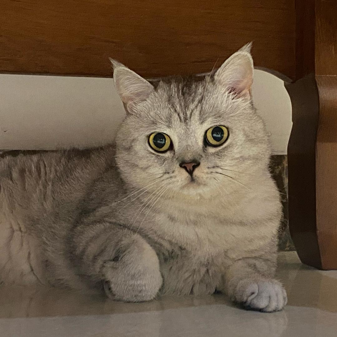 YAT