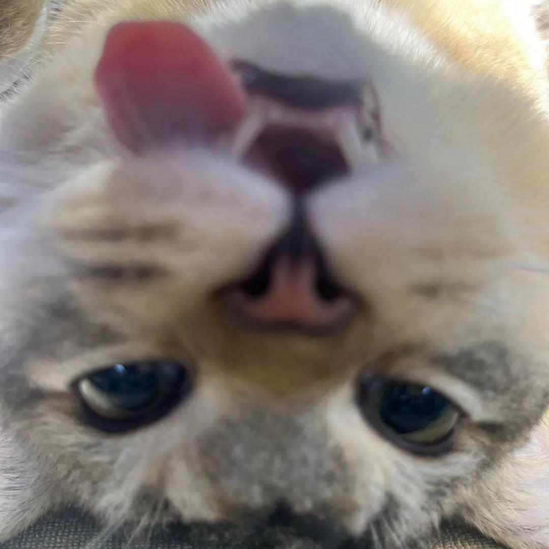 陈锦羽