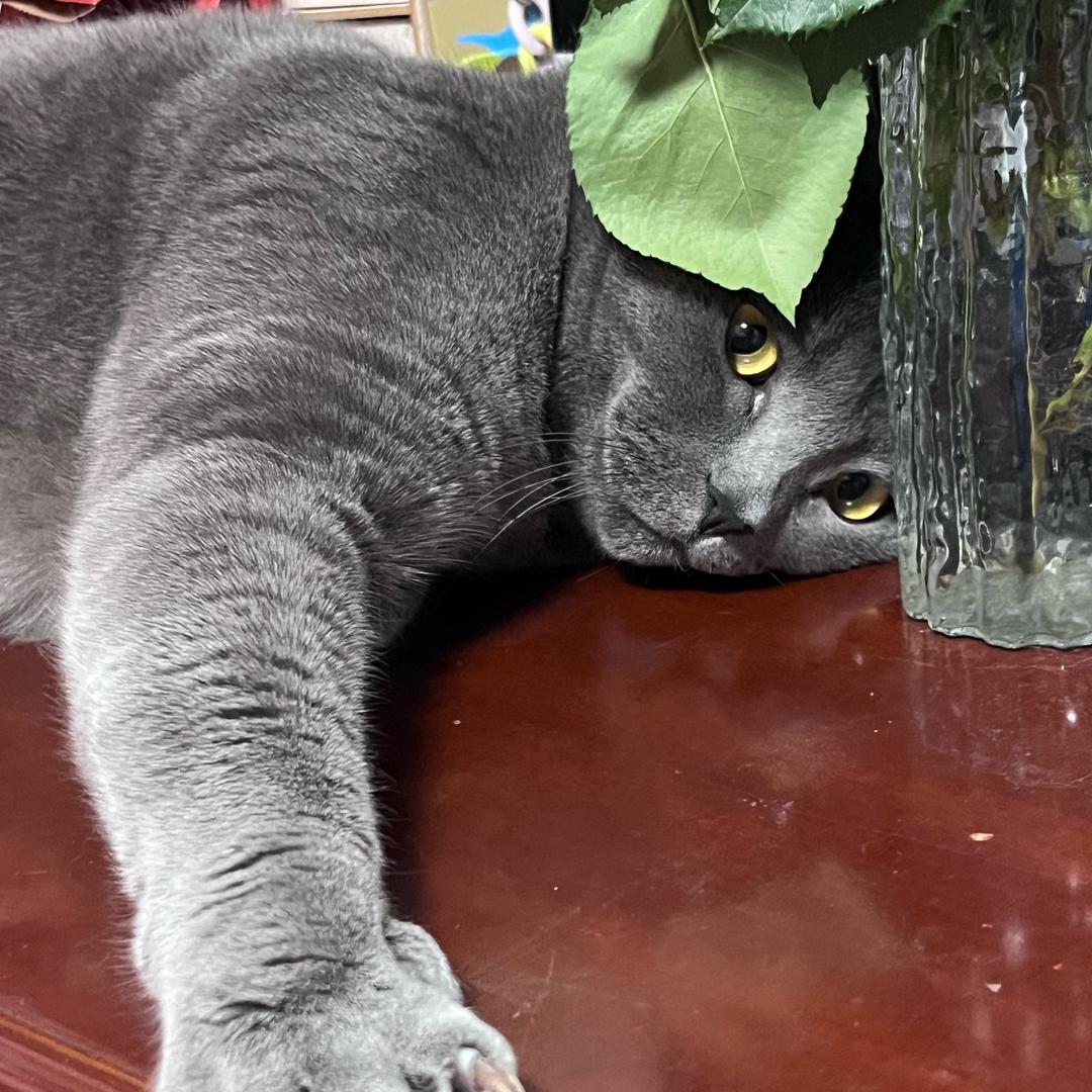 小猫不吃鱼