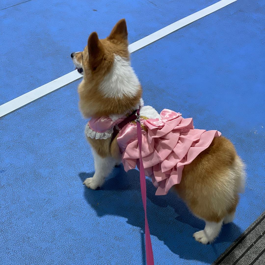 我的柯基爱玩球