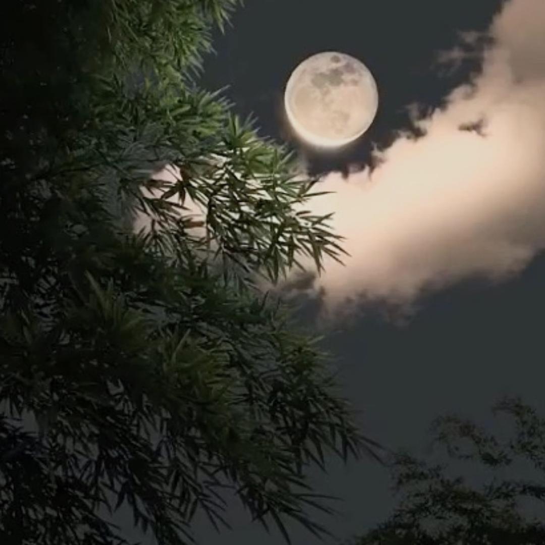 满山猴子🐒你腚最绿