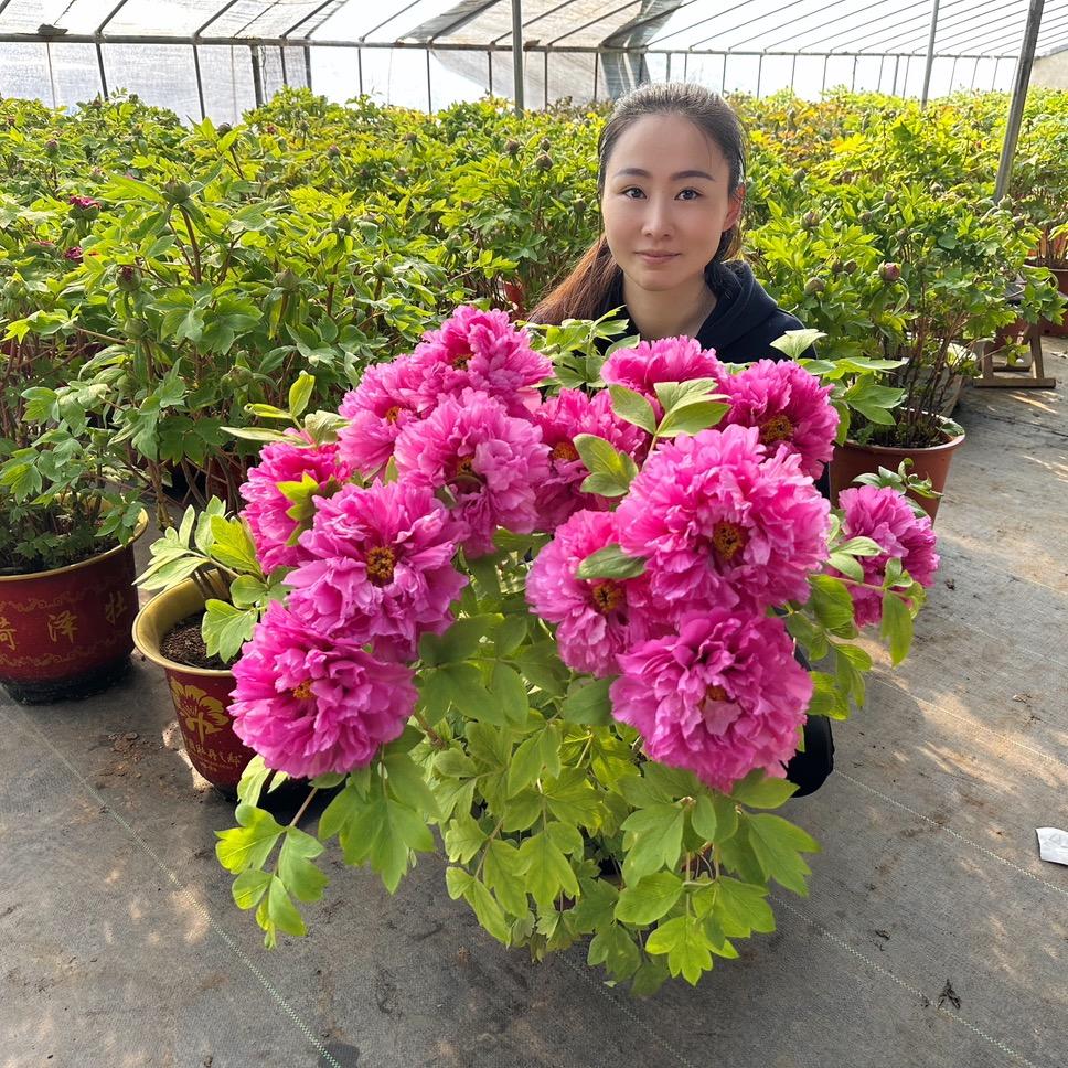 菏泽花伴园艺