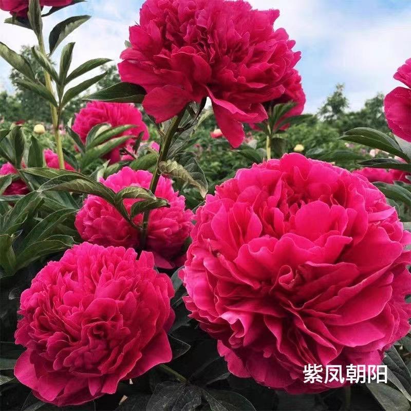 顺緈花卉