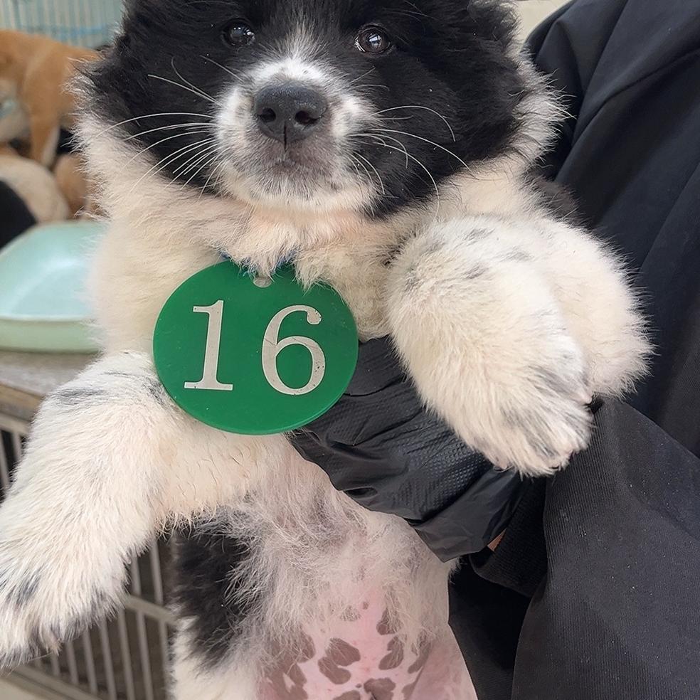 佛山航海宠物优品小铺