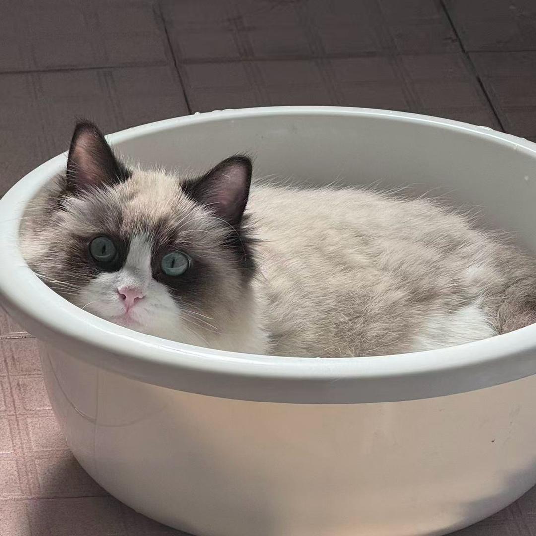 梁¹