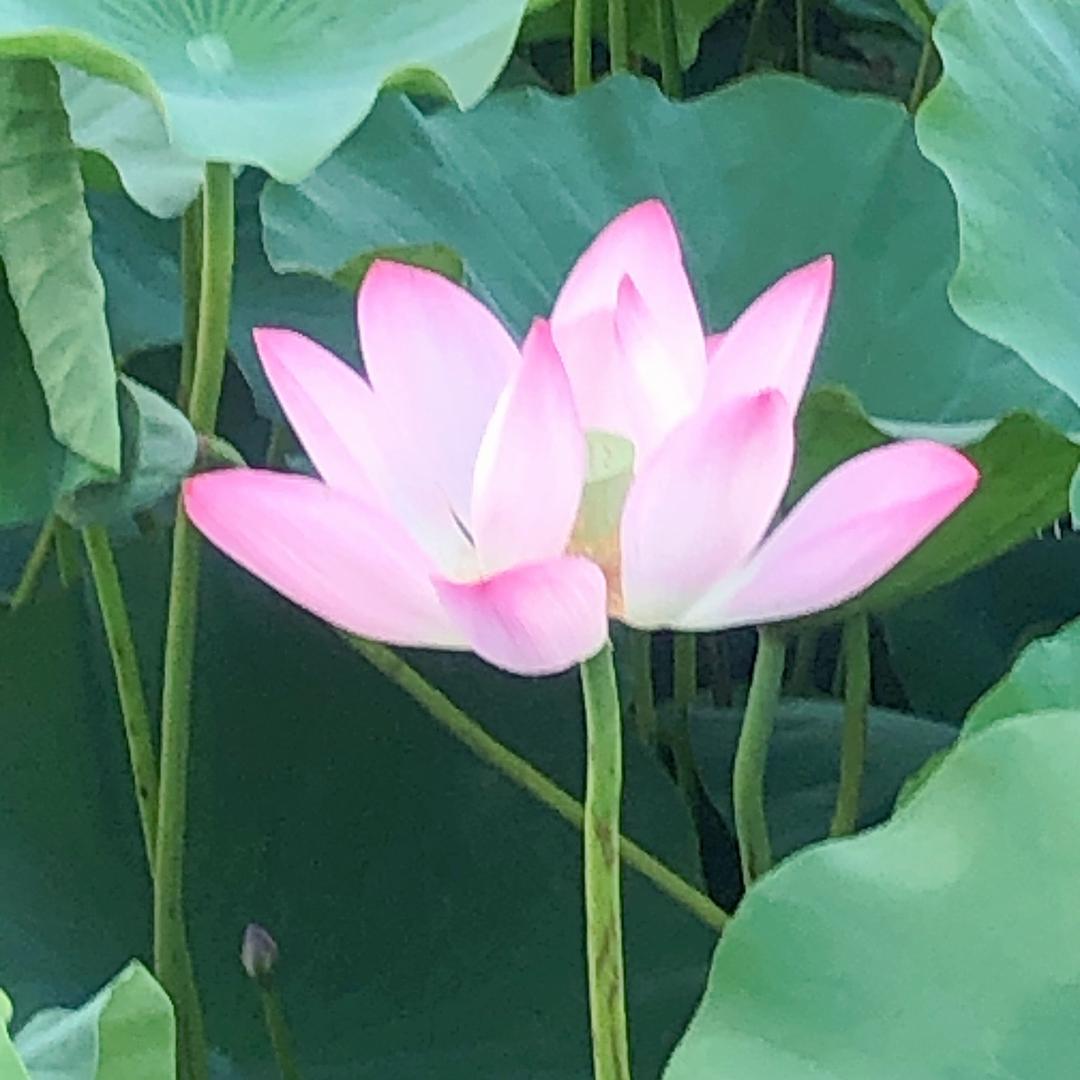 盼灏（女装董珍珍）