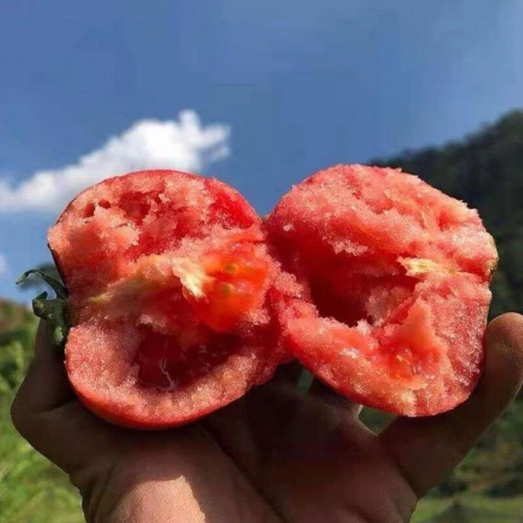 沙瓤西红柿农场