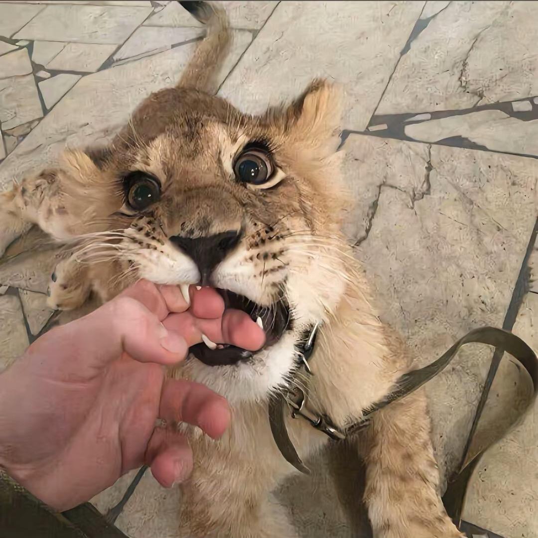 感冒灵ᑱ