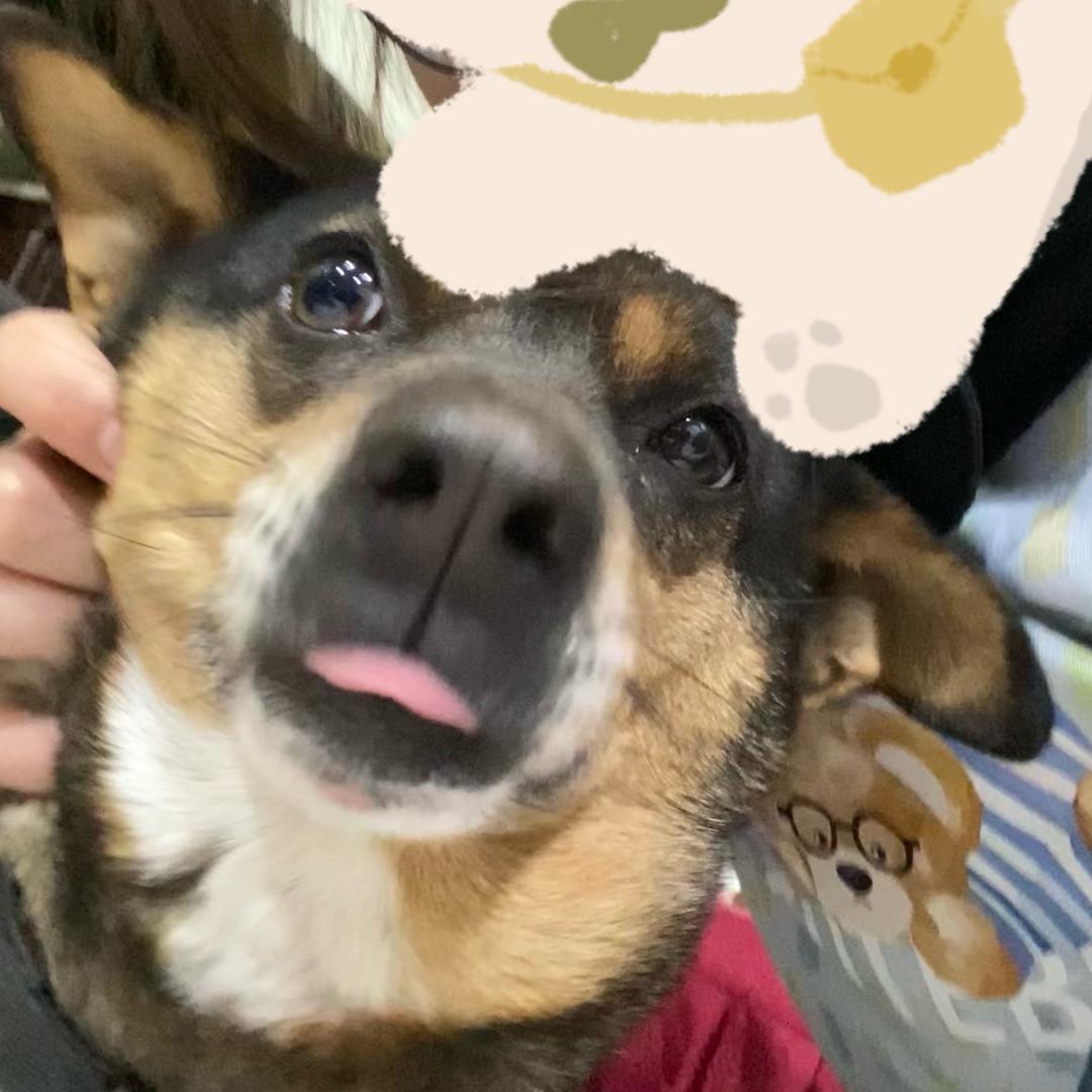 敢敢