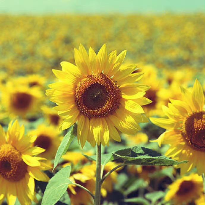 ᰔᩚᯓ Yᗜangঞᩚ