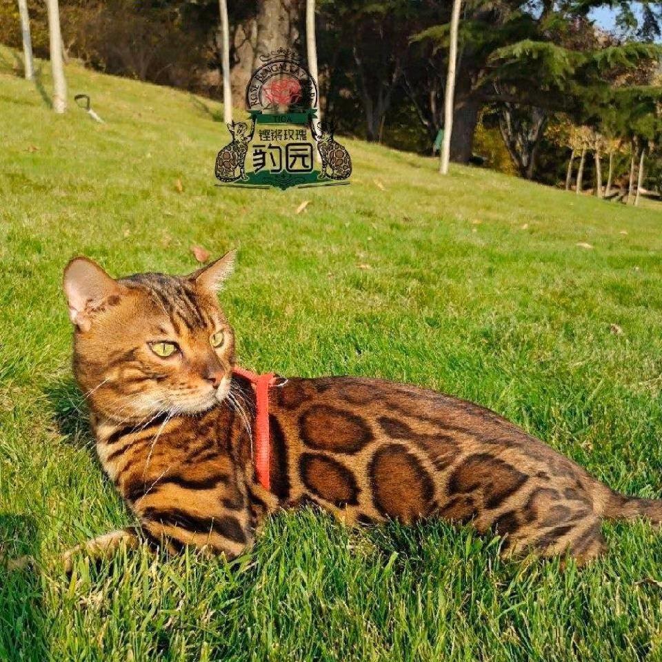 铿锵玫瑰豹猫  8   孟加拉豹猫