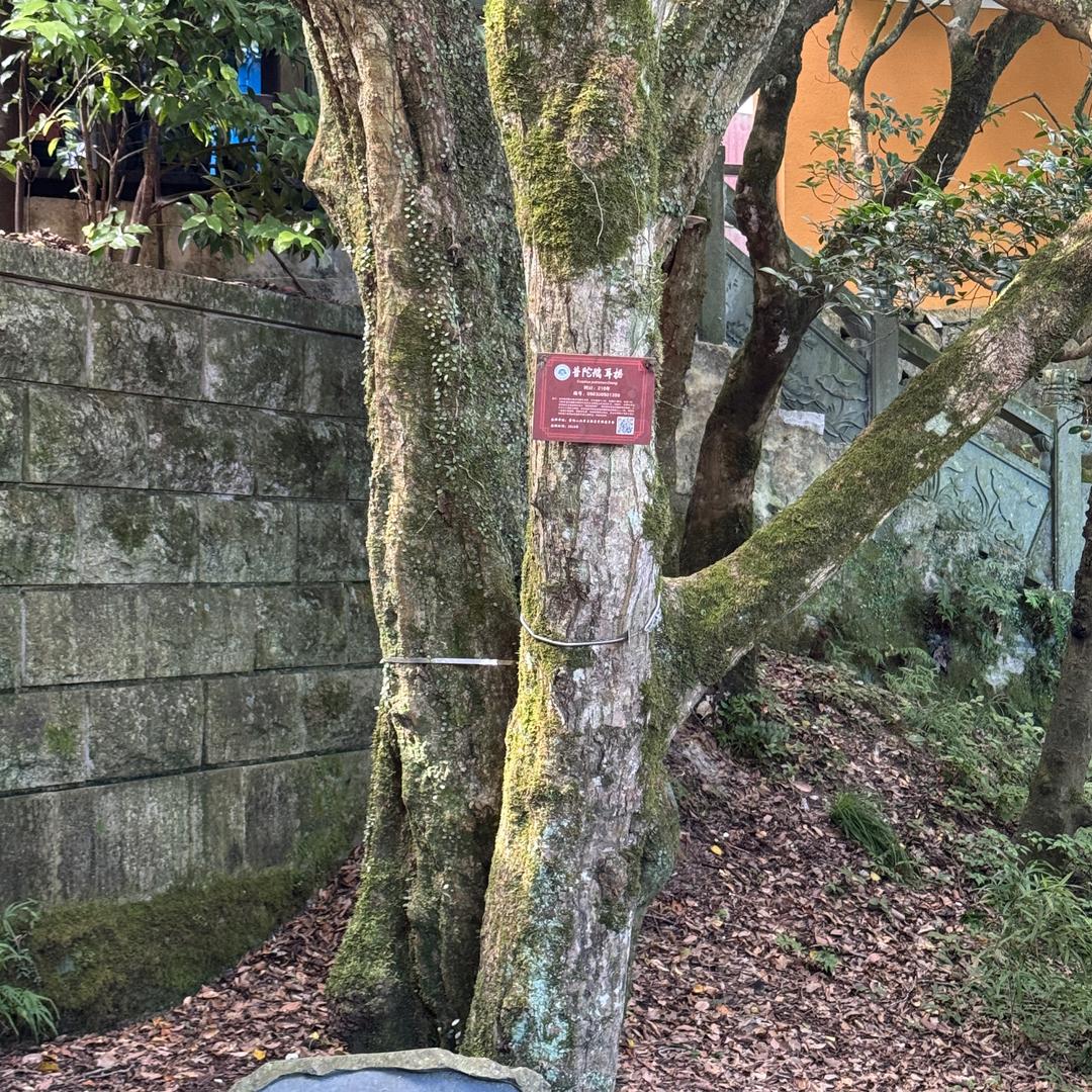 大悦悦的鞋