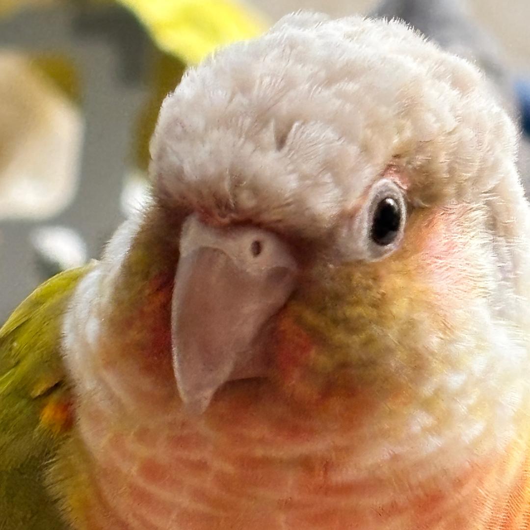 🦜一只团团和豆豆🦜