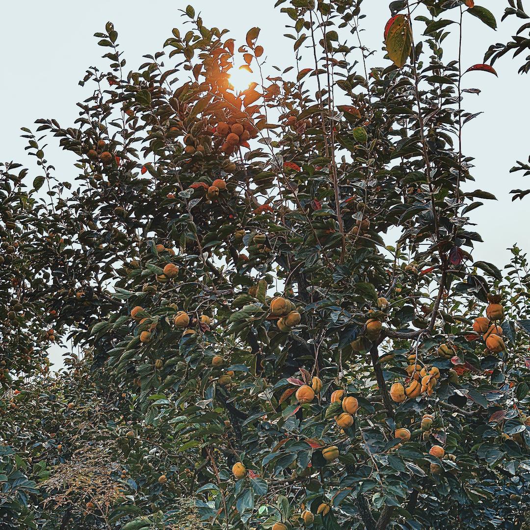 硕硕回乡助农记