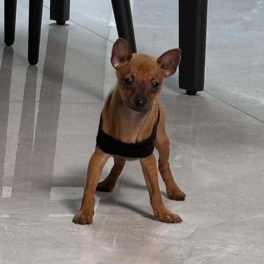 瑞幸是只小鹿犬