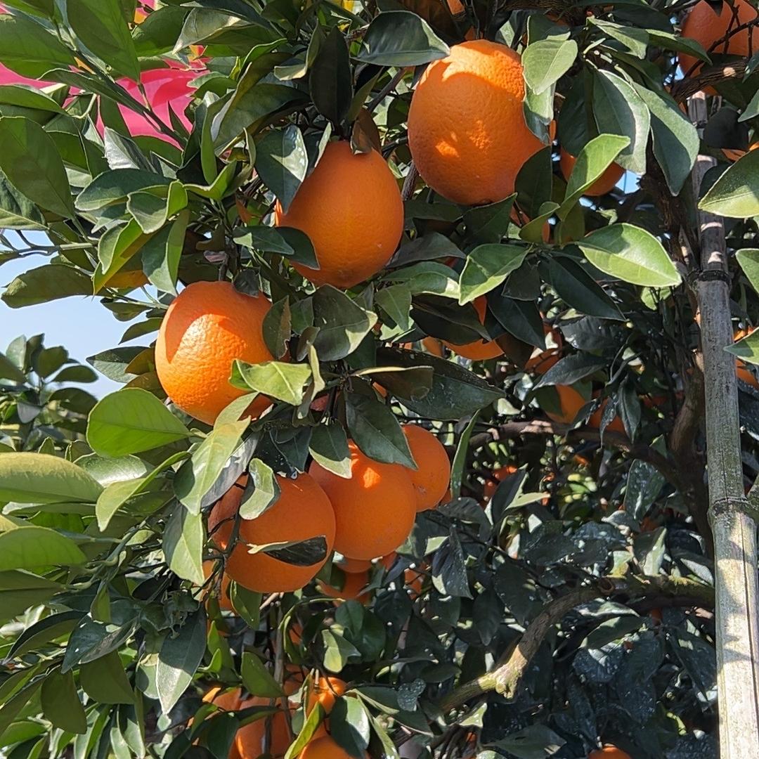 赣南脐橙果园新鲜达