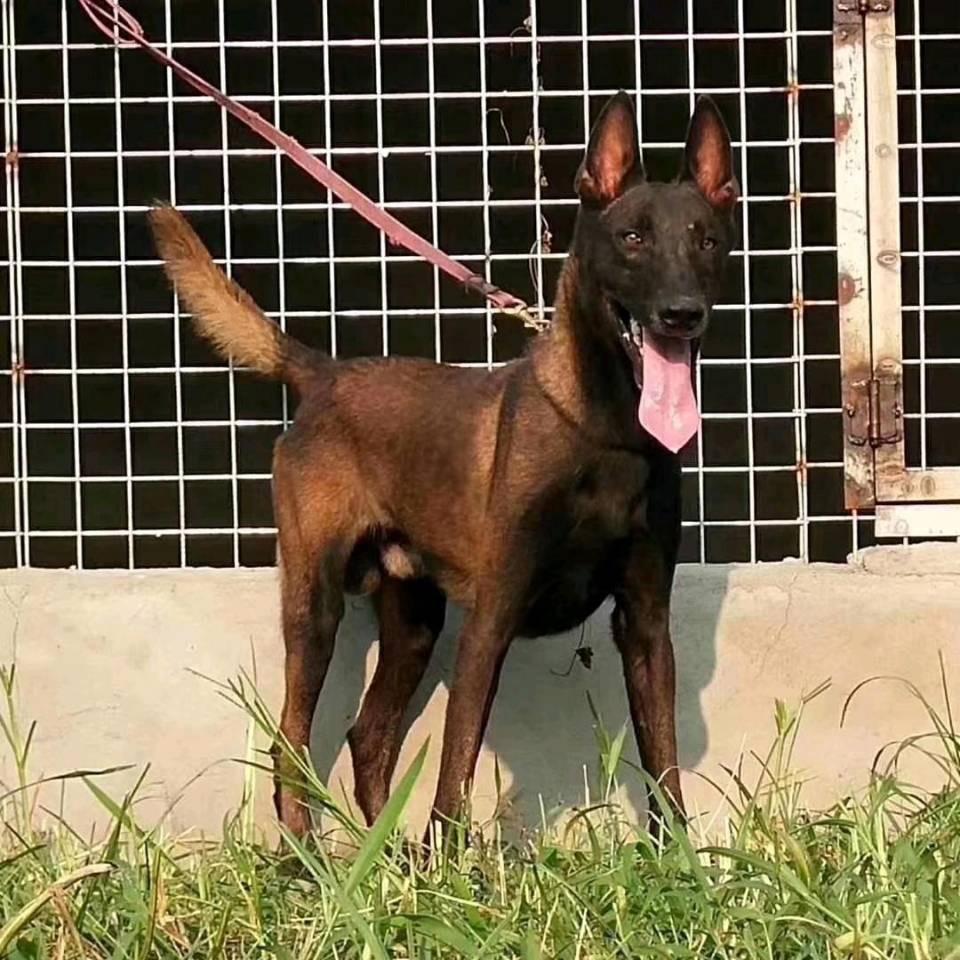 冬立犬舍宠物