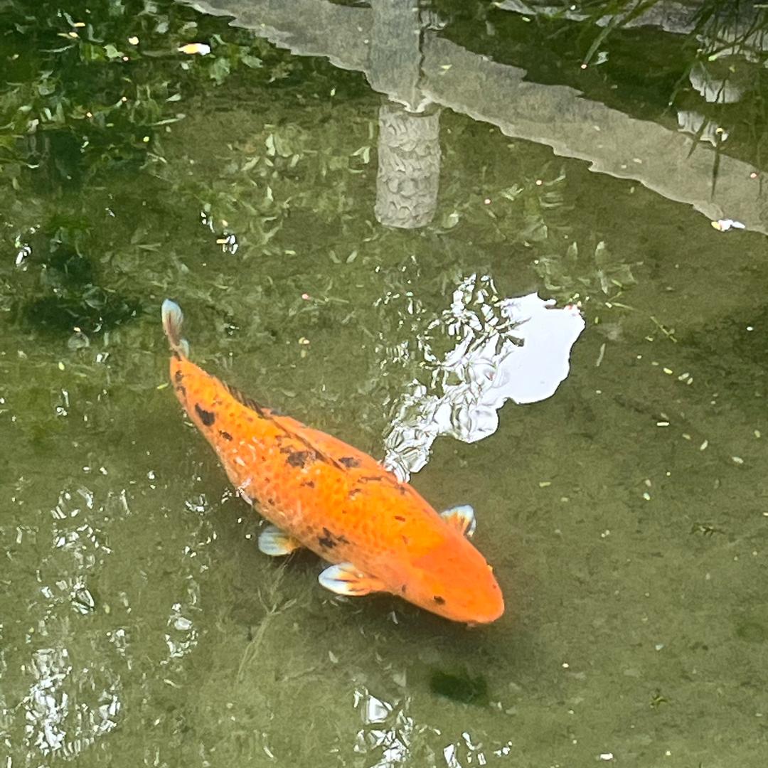 会飞的鱼