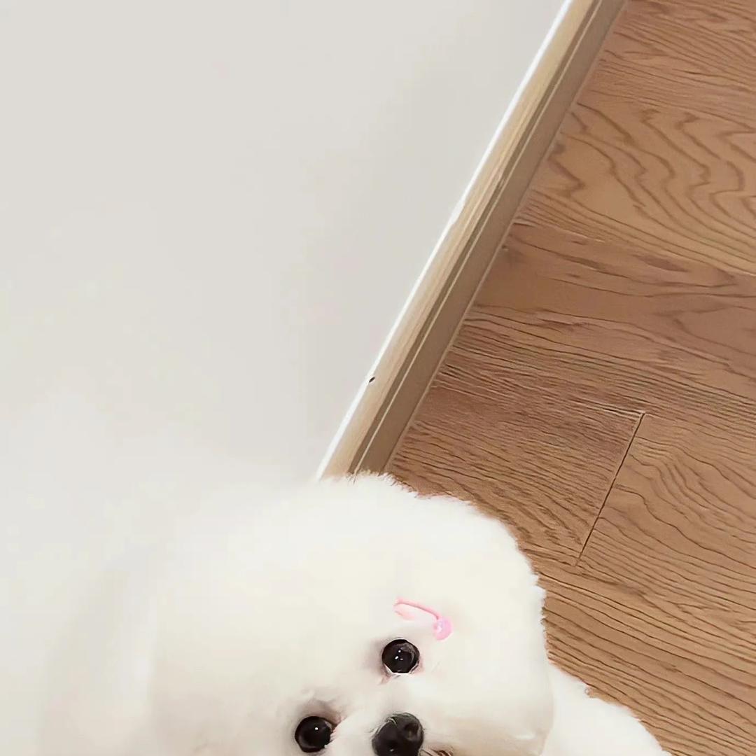 小贵贵宠物创意屋