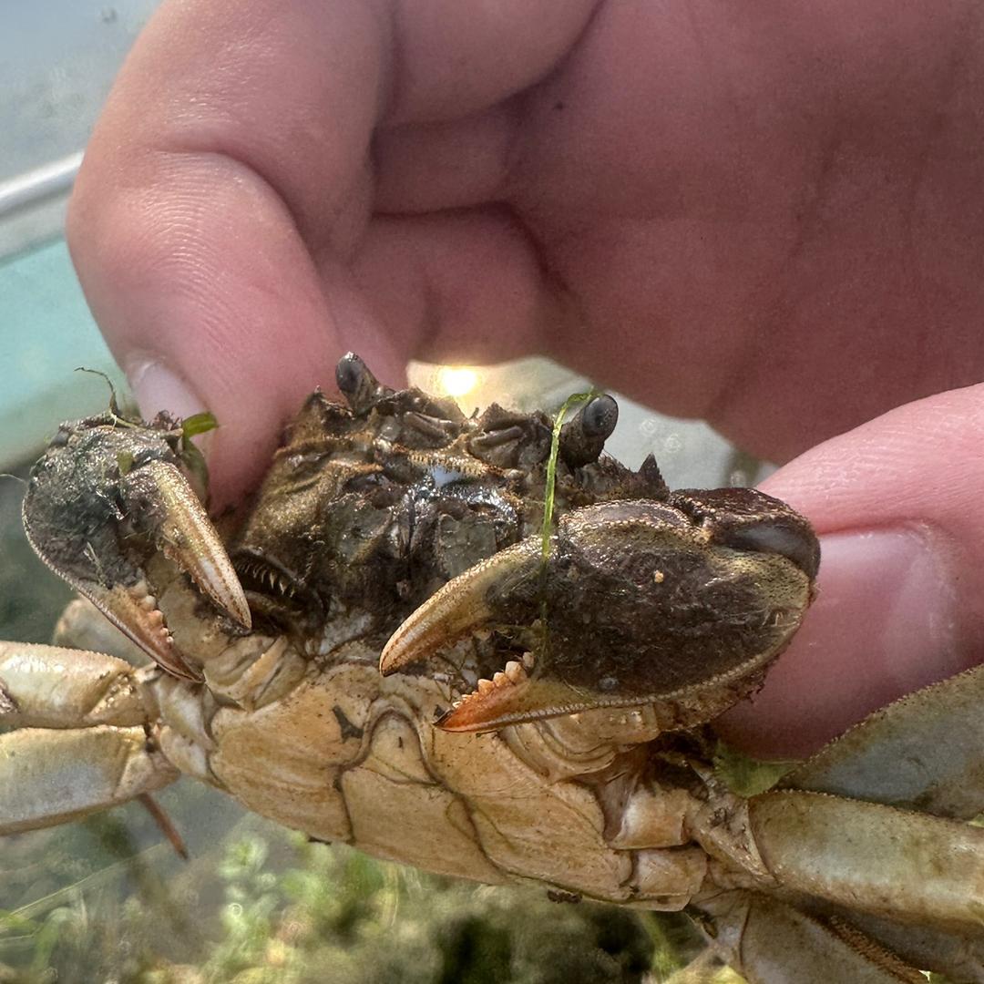 张翠兰