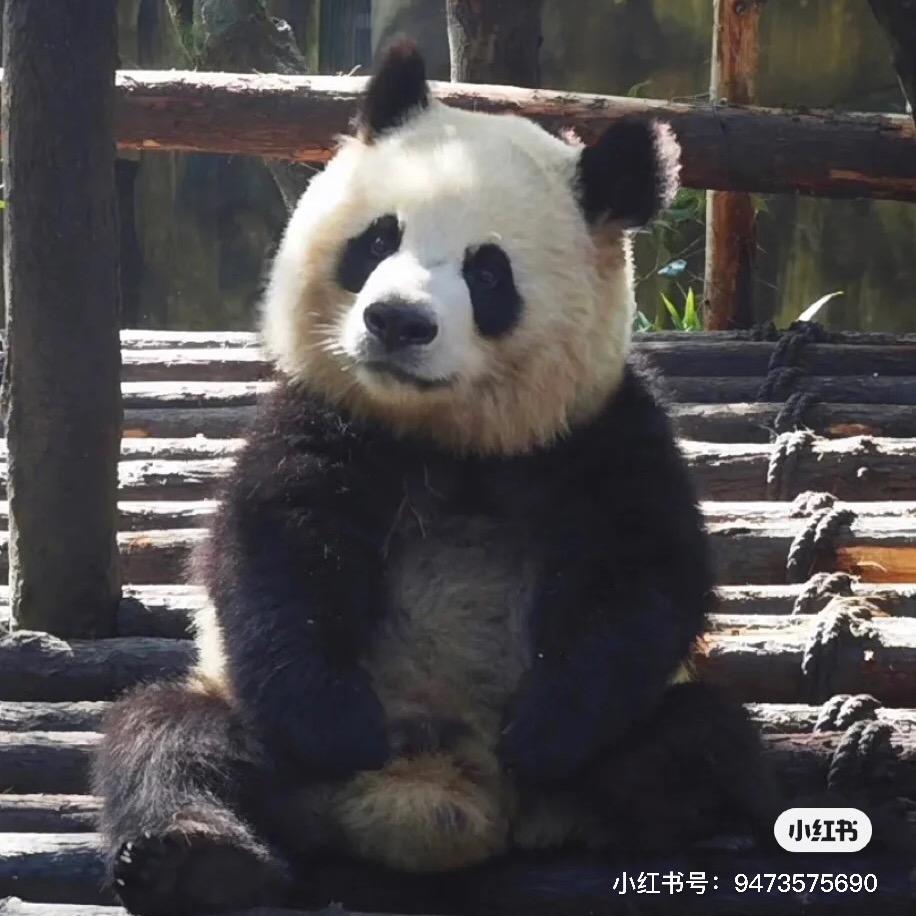 青丘涂山娇