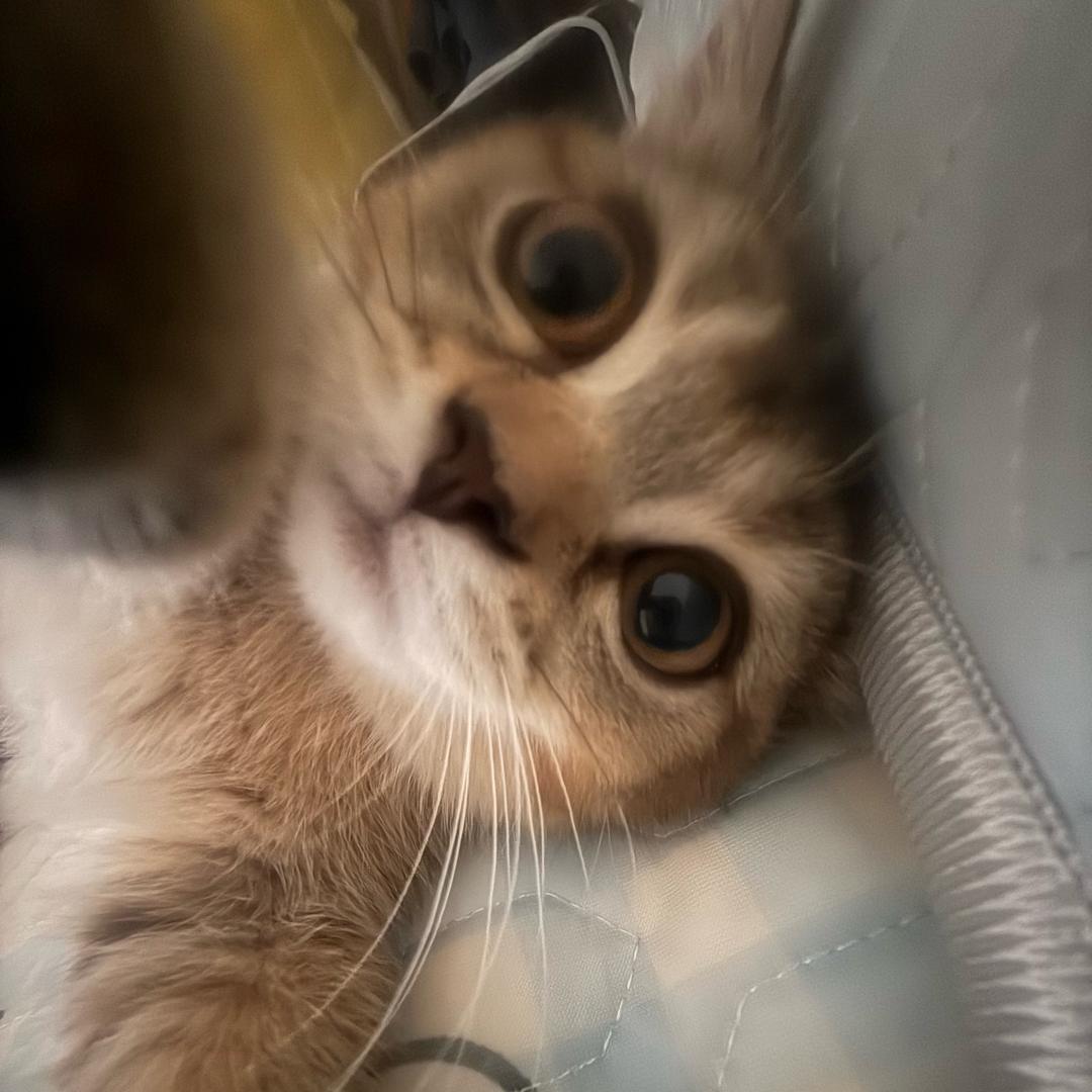 小肉包