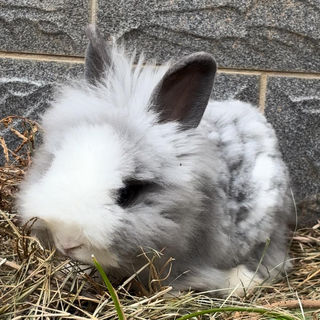 灰太狼的幸福生活