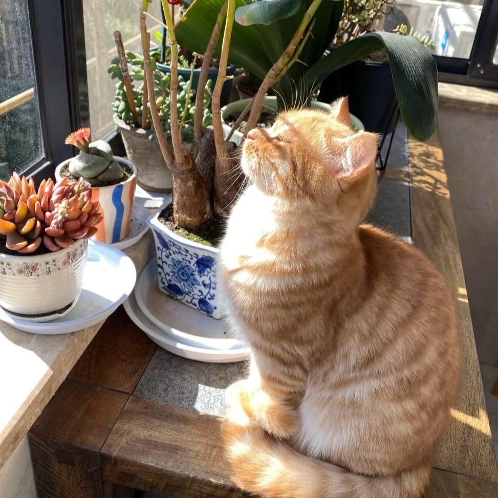 橘子耶🍊